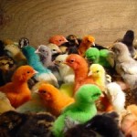 diversity pic 150x150 Diversity and Cross Culture